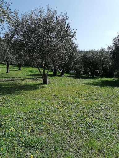 Au Milieu D Oliveraie De La Huppe * Tourrettes-sur-Loup